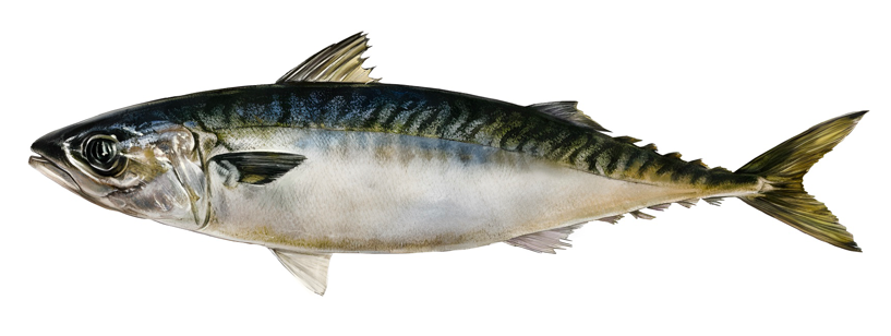 Mackerel