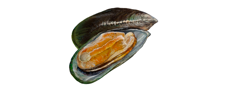 Mussel