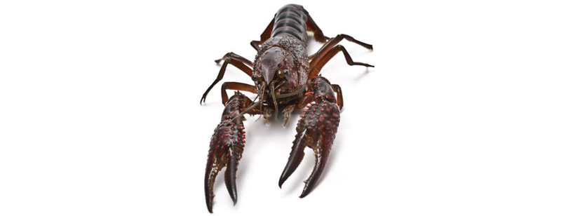 Crayfish