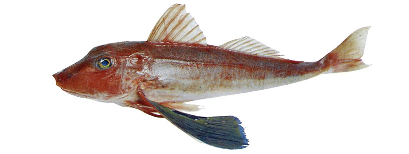 Red gurnard