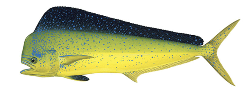 Mahi Mahi