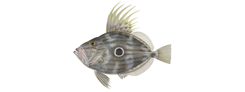 John Dory