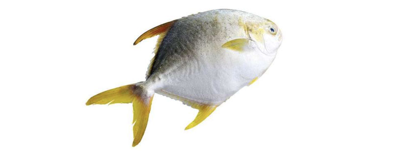 Golden Pomfret