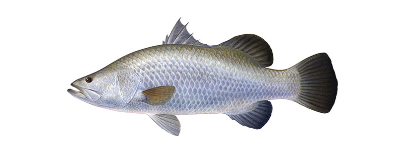 Barramundi