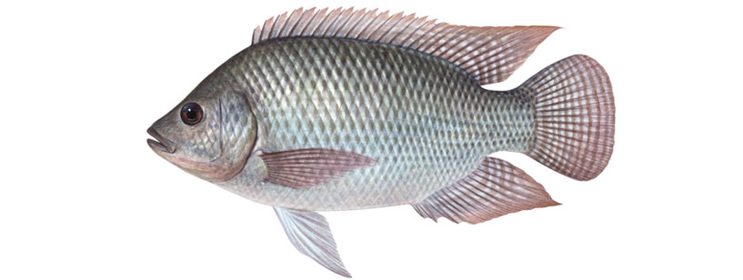 Tilapia