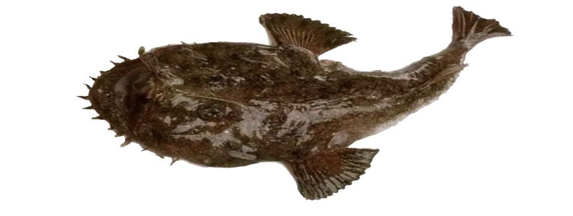 Monkfish