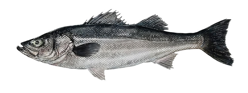 Seabass