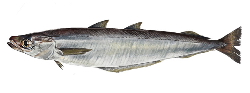 Southern Blue Whiting