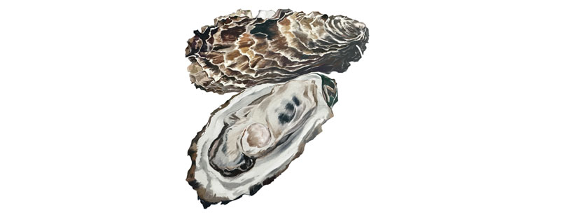 Oyster