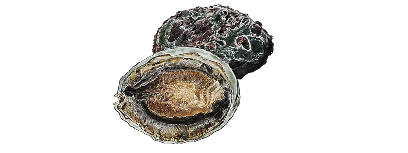 Abalone