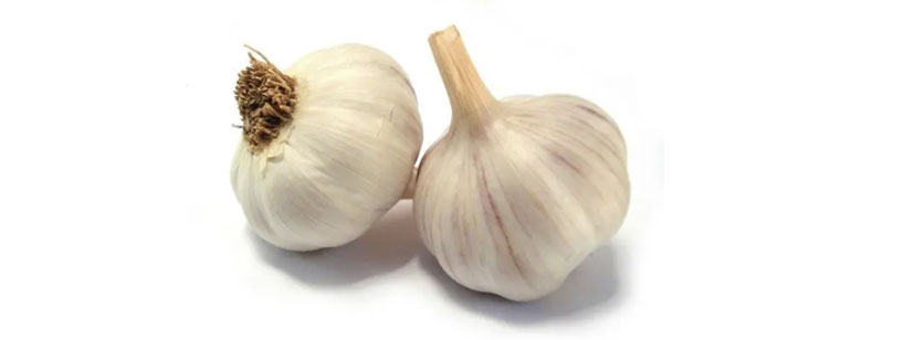 Garlic